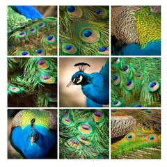 paw kwadrat ptak kolorowy głowa niebieski pawie pióra - obrazy, fototapety, plakaty