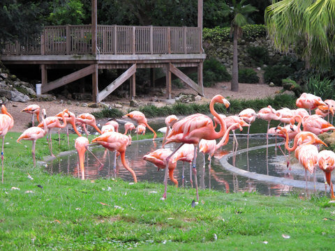 an image of flamingos in nature
