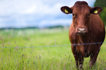 Cow standing in the field