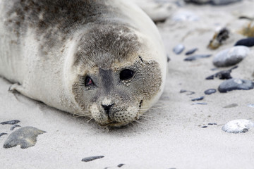 Kegelrobbe am Strand der Helgol&auml;nder D&uuml;ne