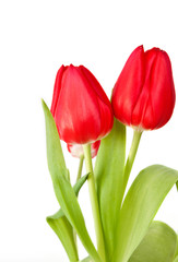 Red tulips