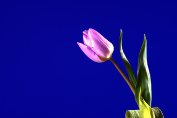Fioletowy Tulipan na niebieskim tle