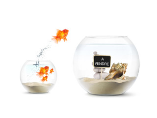 Poisson Rouge - Aquarium - Achat Immobilier