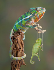 Chameleon Puppetmaster