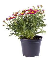 Frühlingsblume,   Gänseblümchen (bellis perennis)