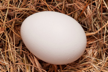 Eggs in nest
