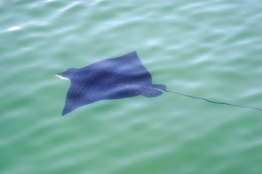 Eagle Ray