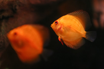 Two Orange Discus