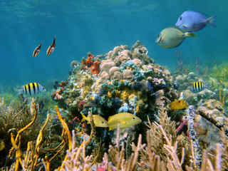 Shallow coral reef underwater with tropical fish, squid and colorful sponges, Caribbean sea