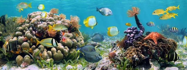 Zelfklevend Fotobehang Onderwaterpanorama in een koraalrif met kleurrijke tropische vissen en zeeleven © dam
