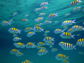 Obraz premium Sergeant major fish school underwater Caribbean sea