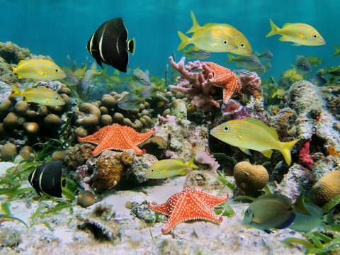 Fototapeta Colorful sea life in a coral reef with shoal of tropical fish and starfish, Caribbean sea