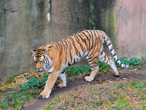 Chicago zoo