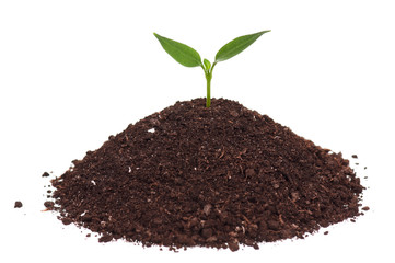 Green seedling