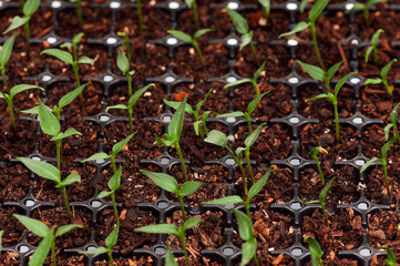 Green seedling