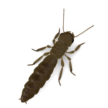 3d render of termite king