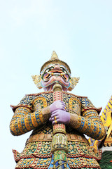 Thai giant.