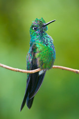 Green-crowned brilliant