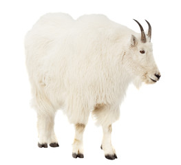 Rocky mountain goat over white background
