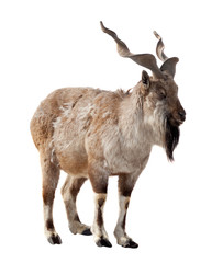 Obraz premium Markhor. Isolated over white
