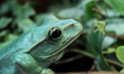 green frog