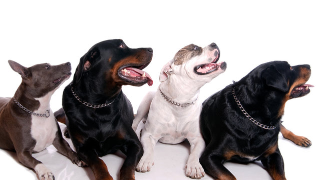 quatres gros chiens sur fond blanc