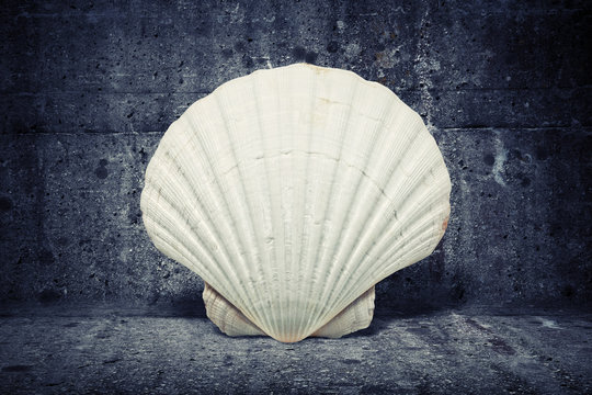 Santiago Route Pilmgrim Shell