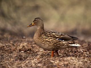 kaczka © Henryk Olszewski
