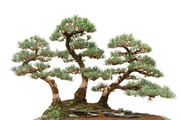 Fototapete Bonsai drei Kiefern-Bonsai-Bäume