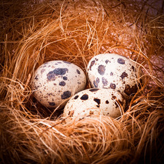 Obraz premium Quail's Eggs