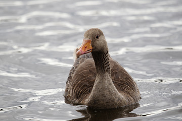 gęś (greylag goose) © tomasz horowski