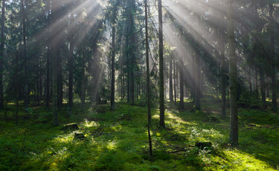 Sunbeam entering pruce coniferous stand