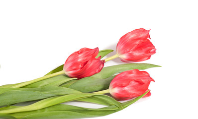 Beautiful pink tulips