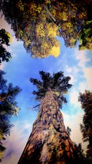 Fotobehang Canopy of a forest © satori