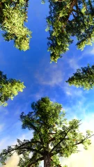 Deurstickers Canopy of a forest © satori