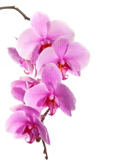 Crédence de cuisine en verre imprimé Orchidée pink orchid isolated on white background