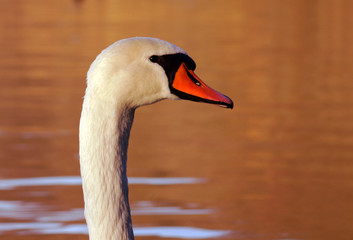 Portret białego łabędzia wieczorem © GKor