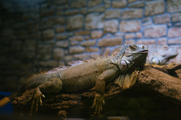 resting iguana