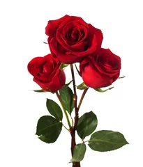 Fotobehang Rozen drie donkerrode rozen die op wit worden geïsoleerd