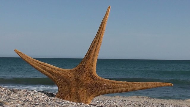 Estrella de mar en la playa