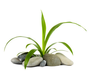 Obraz na płótnie Canvas Stones and green plant