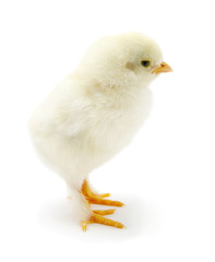 little chicken