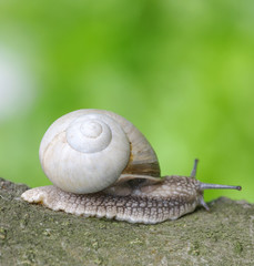 snail