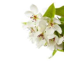 Fototapeta na wymiar apple blossom isolated on white