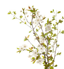 Fototapeta na wymiar wiśnia w kwiat na białym tle. bardzo płytkie głębi pola