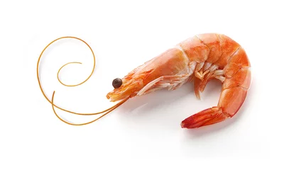 Acrylic prints Sea Food Shrimp