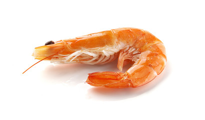 Shrimp