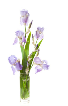 bouquet of spring  Irises in a vase isolated on white