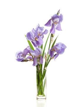 bouquet of spring Irises in a vase isolated on  white.