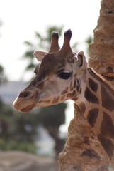 Giraffe - Giraffa camelopardalis